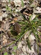 Image of Morchella angusticeps Peck 1887