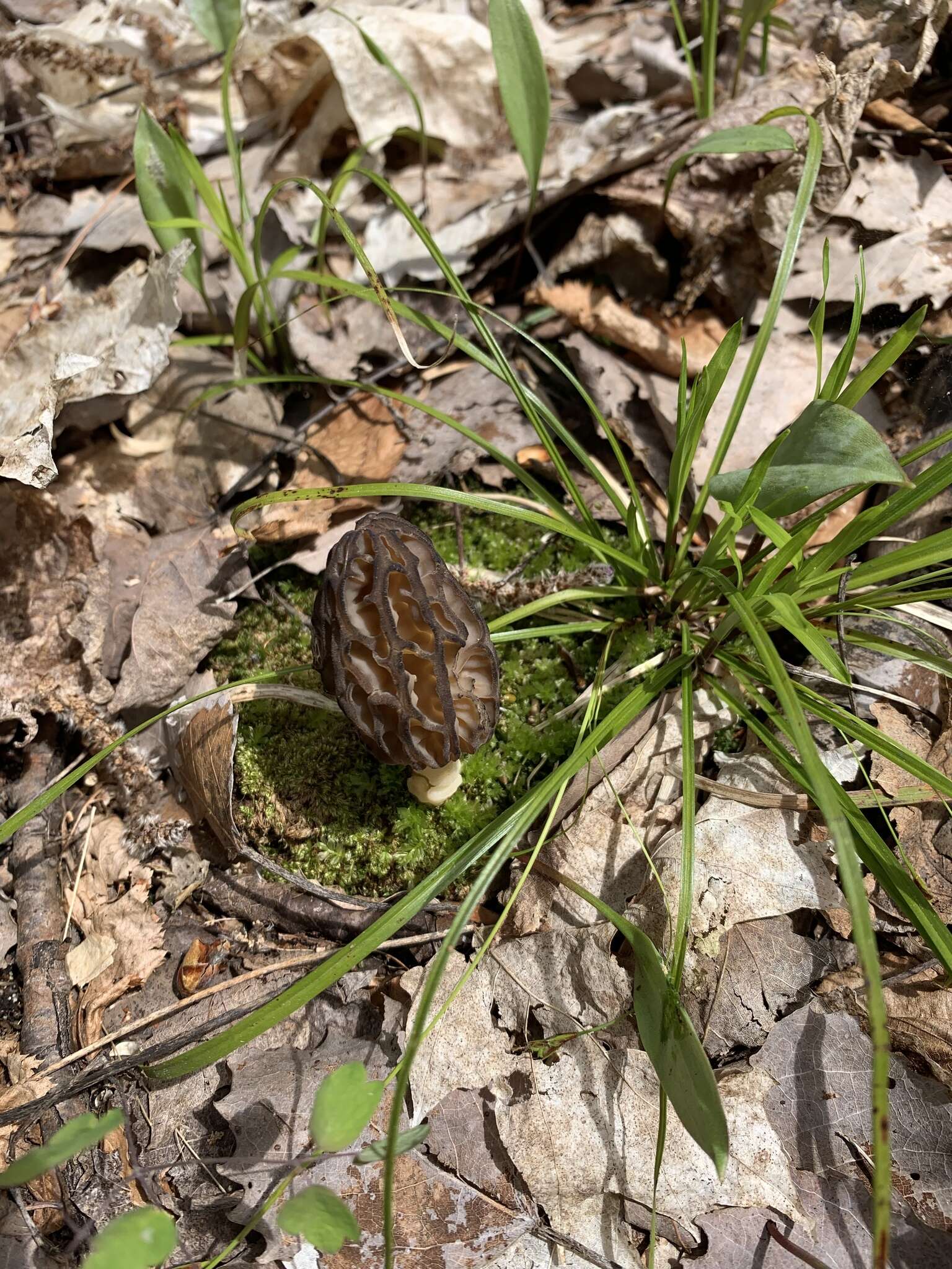 Imagem de Morchella angusticeps Peck 1887