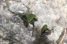 Image of Papilio paris Linnaeus 1758