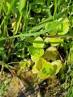 Image of James' monkeyflower