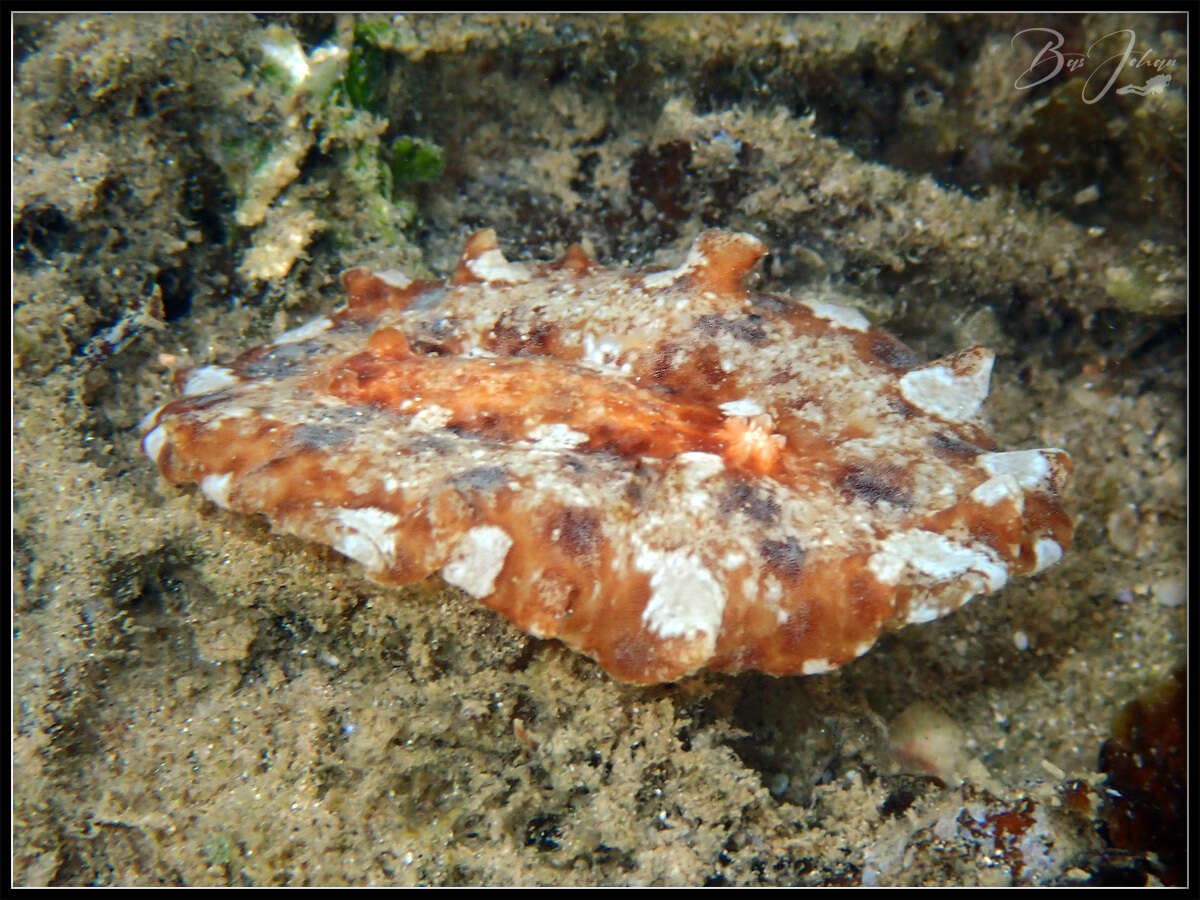 Image of Platydoris sabulosa Dorgan, Valdés & Gosliner 2002