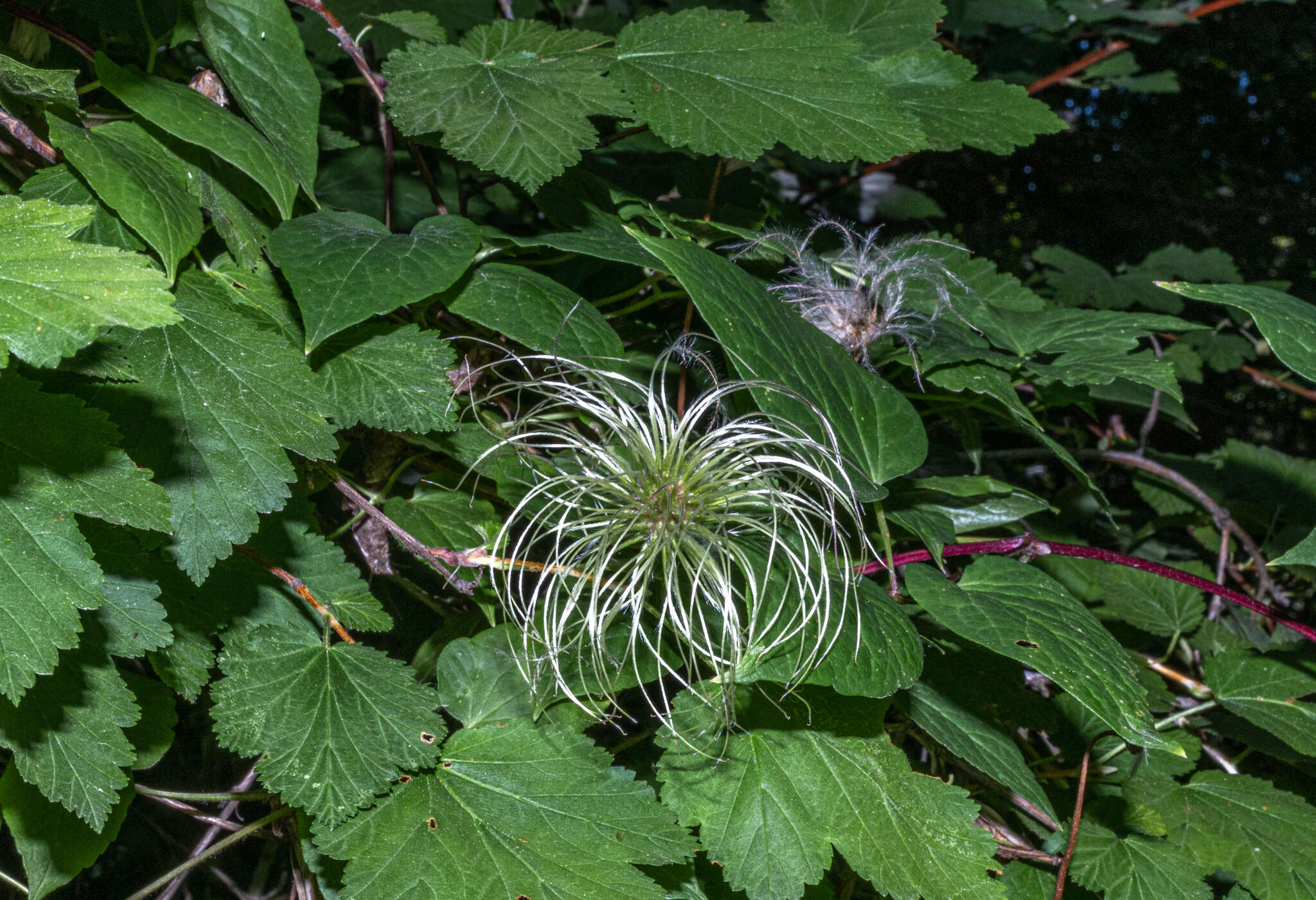 Image of western blue virginsbower