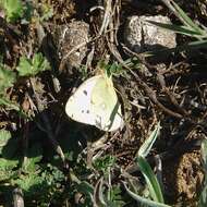 Image of bergers clouded yellow