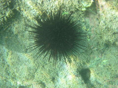 Image of Spiny Sea Urchin