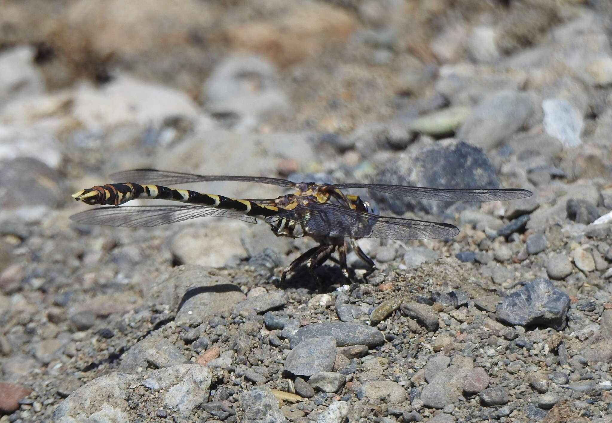 Sivun Progomphus borealis McLachlan ex Selys 1873 kuva