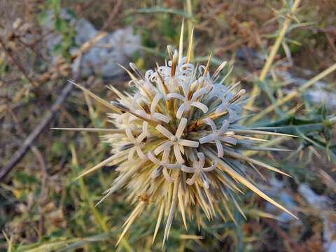 Image of Indian Globe Thistle