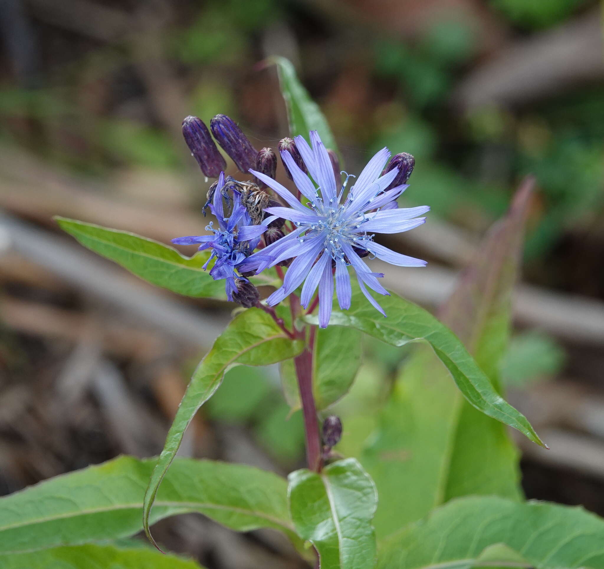 Plancia ëd Lactuca sibirica (L.) Maxim.