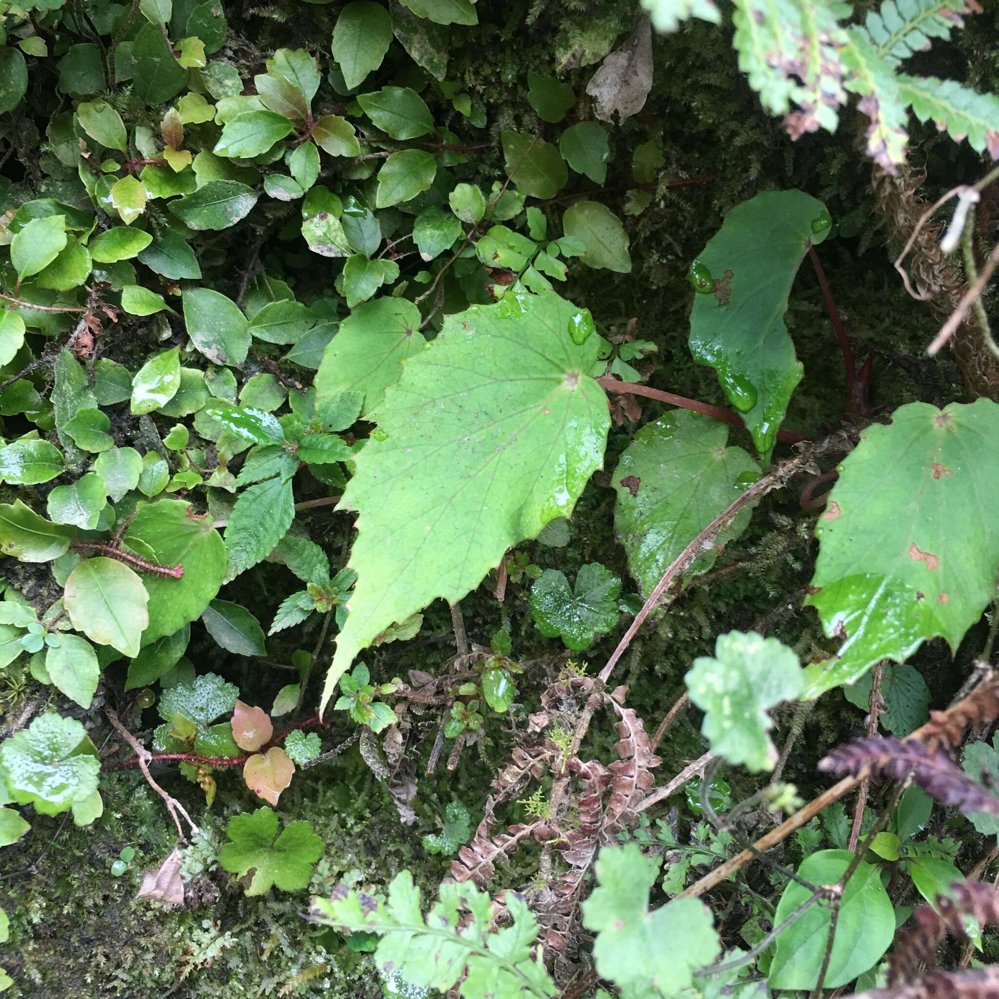 Image of Begonia nantoensis M. J. Lai & N. J. Chung