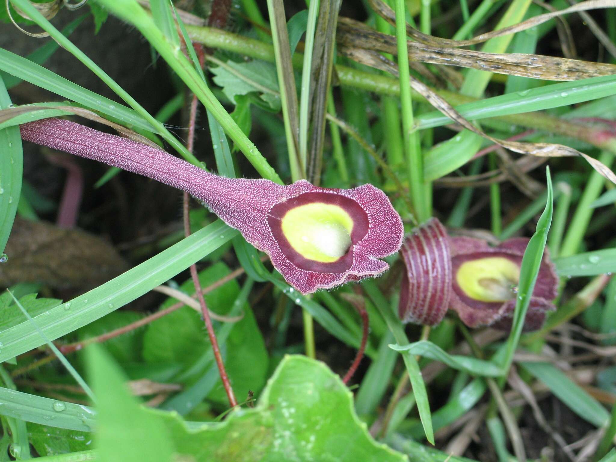 Image of Aristolochia foetida Kunth