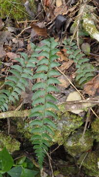 Polystichum trapezoides C. Presl的圖片