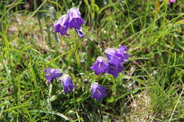 Image of Campanula orbelica Pancic