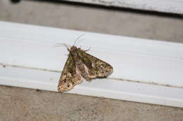 Image of orache moth