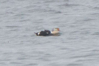 Image of King Eider