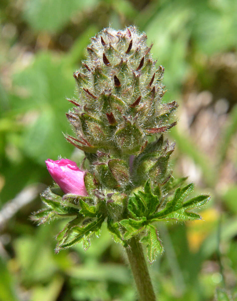 Image of bristlystem checkerbloom