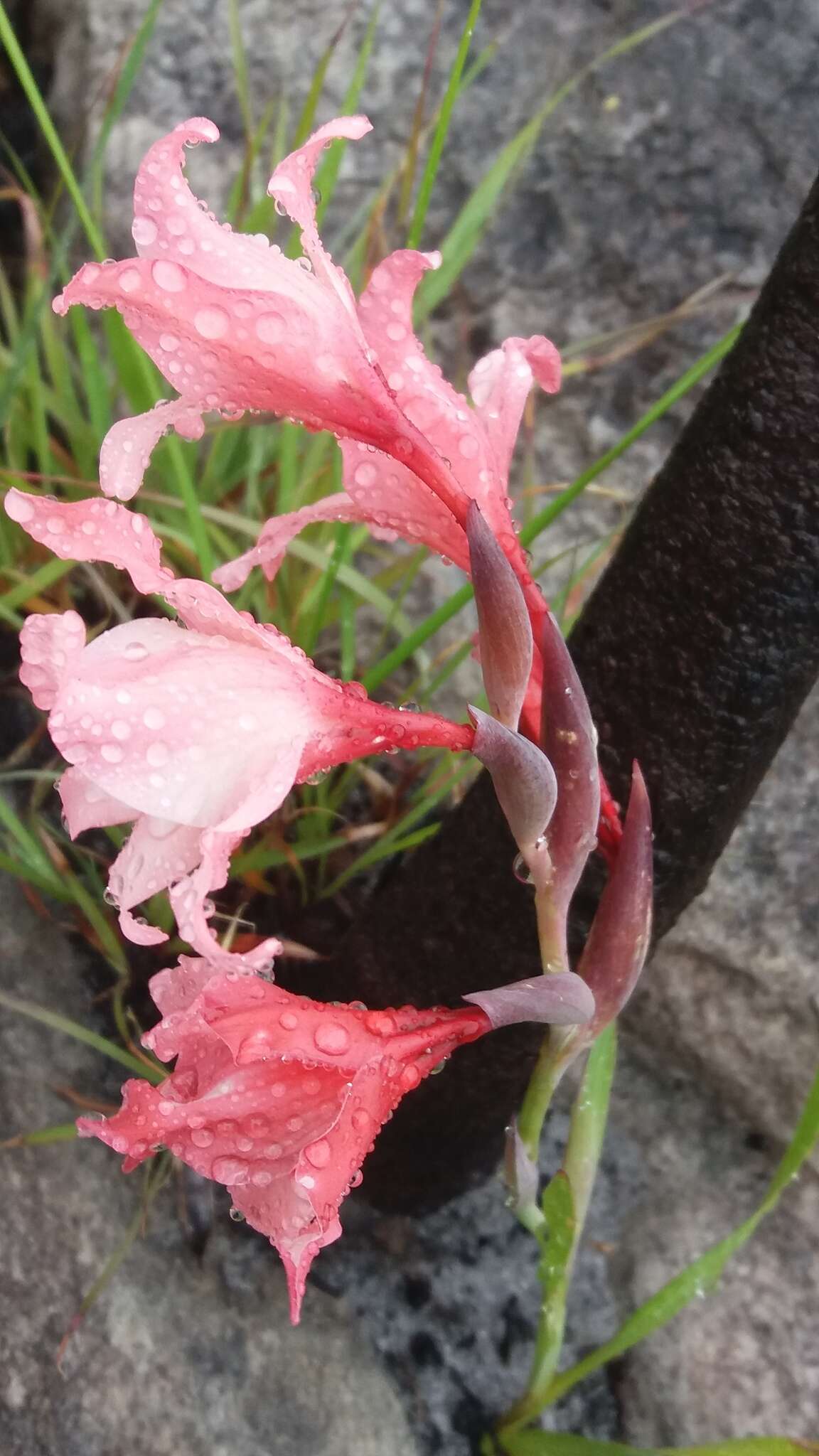 Image of Gladiolus carneus D. Delaroche