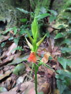 Image of Lily-leaf Orchid