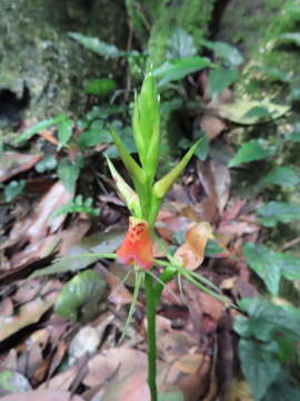 Image of Lily-leaf Orchid