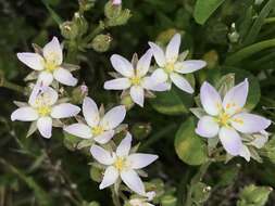 Image of sticky sandspurry