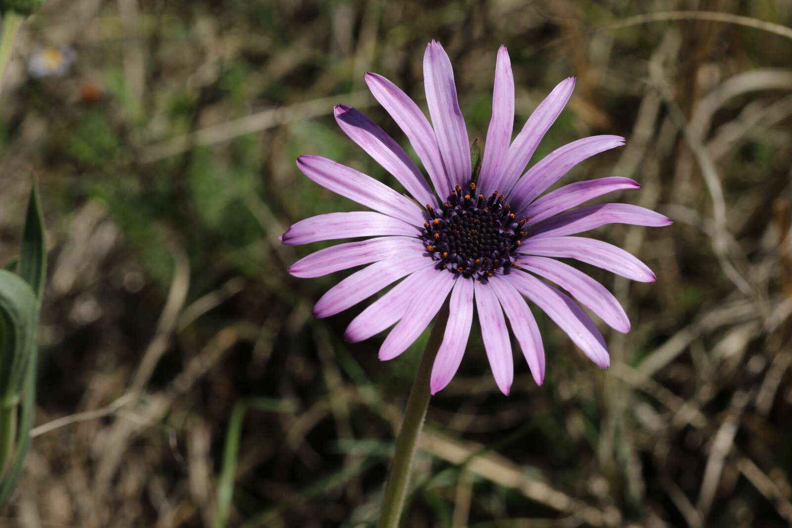 Image de Dimorphotheca spectabilis Schltr.