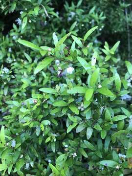 Image of Myrceugenia parvifolia (A. P. de Candolle) Kausel