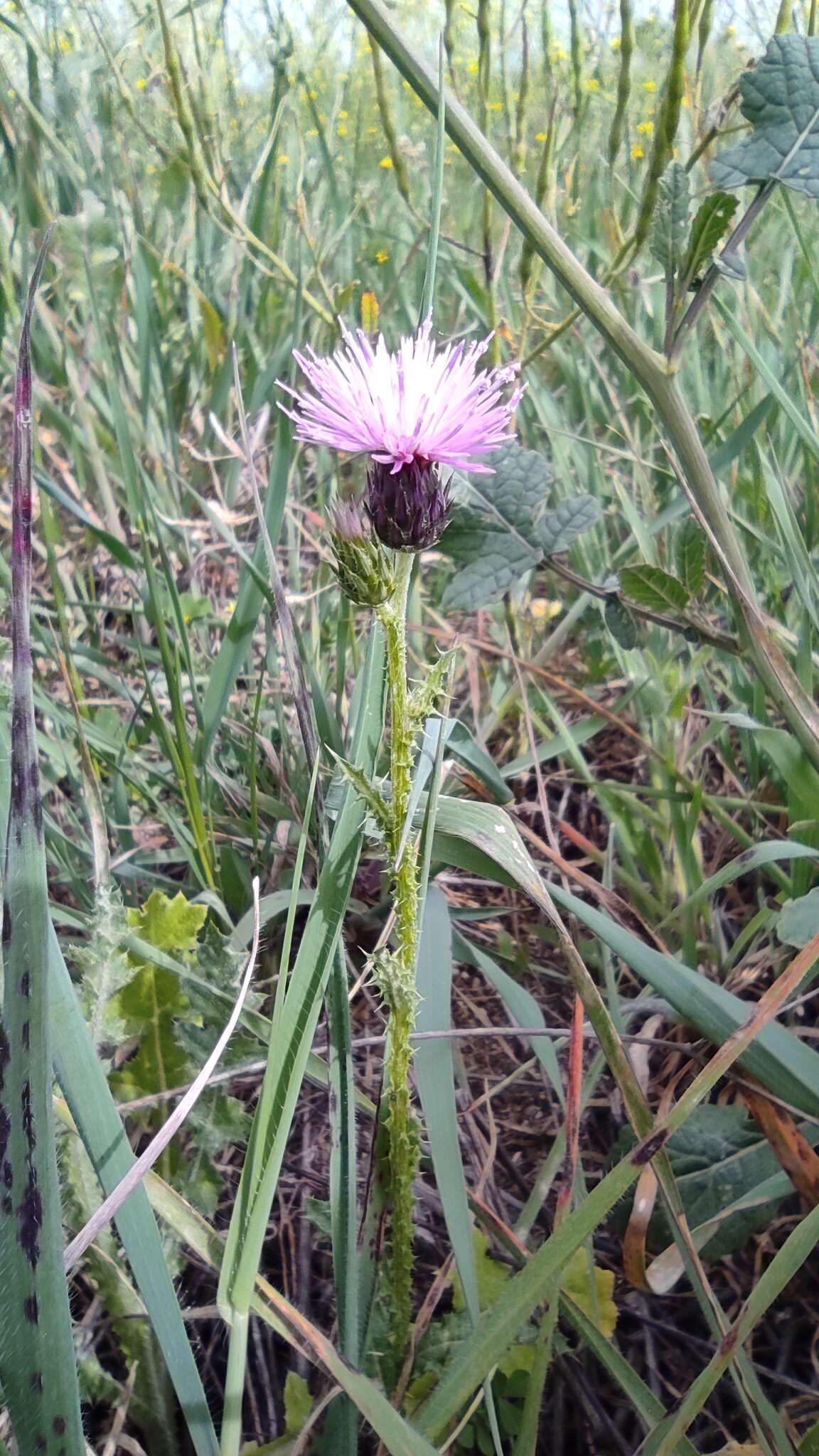 Image of Carduus bourgaei Kazmi