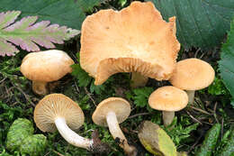 Plancia ëd Lactarius alpinus Peck 1875