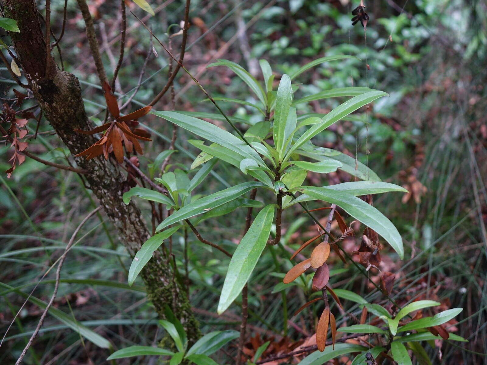 Image de Urostemon kirkii var. angustior (Allan) B. Nord.