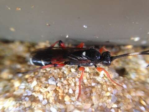 Image of Ichneumon promissorius Erichson 1842