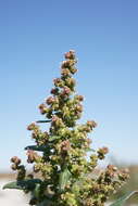 Image of Low Goosefoot