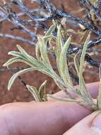 Imagem de Eremophila gilesii subsp. variabilis