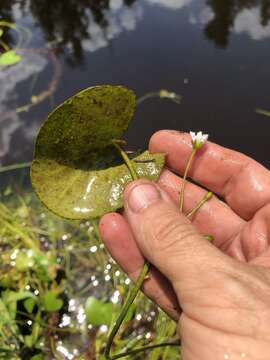 Слика од Nymphoides aquatica (J. F. Gmel.) Kuntze