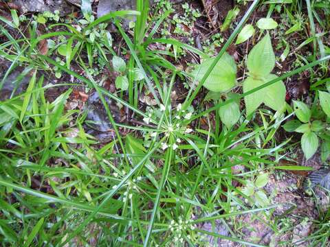 Image of Rush-like flatsedge