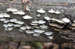 Image de Polypore violet