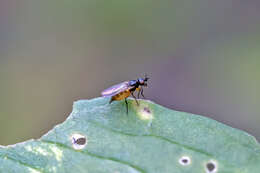 Image of Monochaetoscinella nigricornis (Loew 1863)