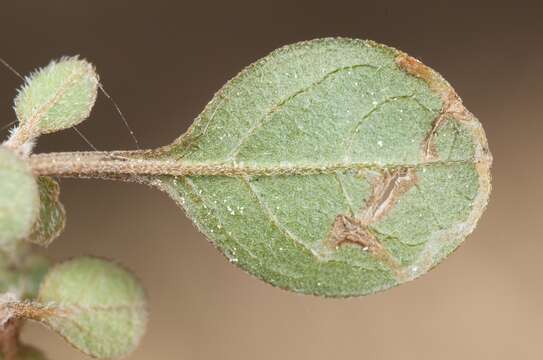 Image of <i>Sabulopteryx botanica</i>