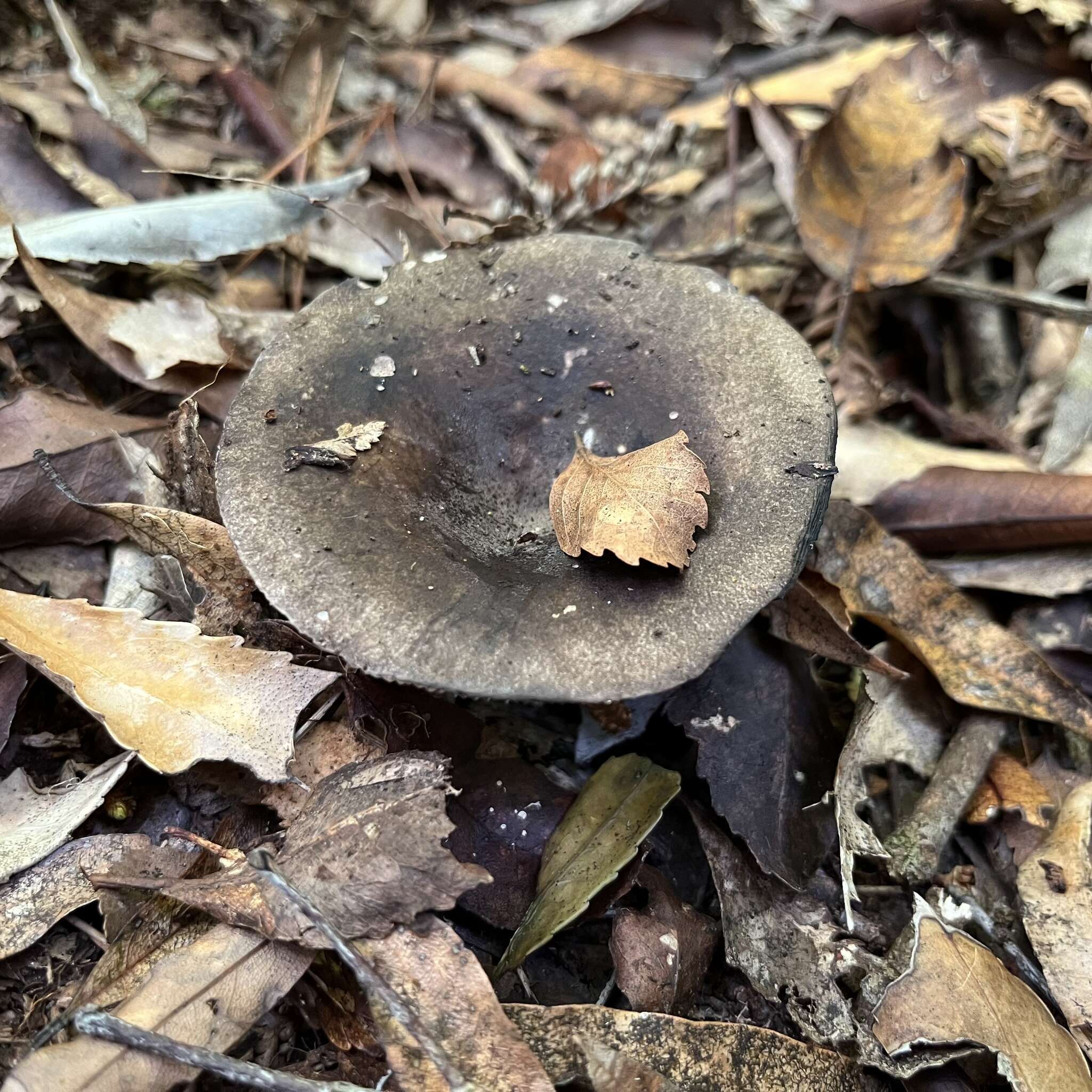 Plancia ëd Russula inquinata McNabb 1973