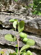 Salacia madagascariensis (Lam.) DC.的圖片