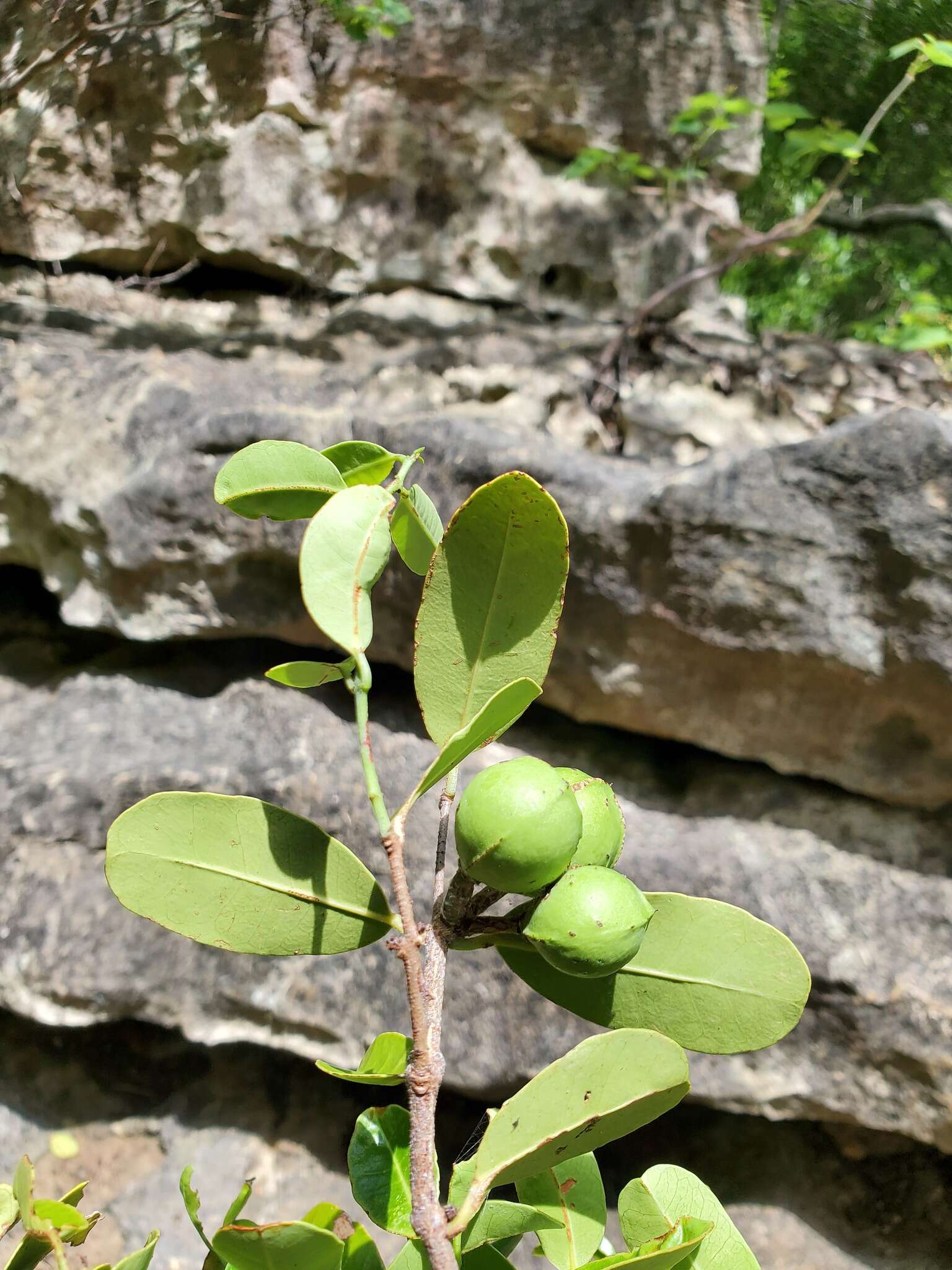 Image of Salacia madagascariensis (Lam.) DC.