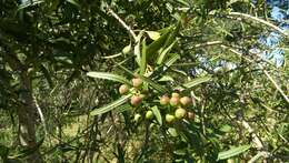 Image of Sapium haematospermum Müll. Arg.