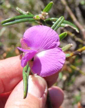 Imagem de <i>Podalyria oleifolia</i>