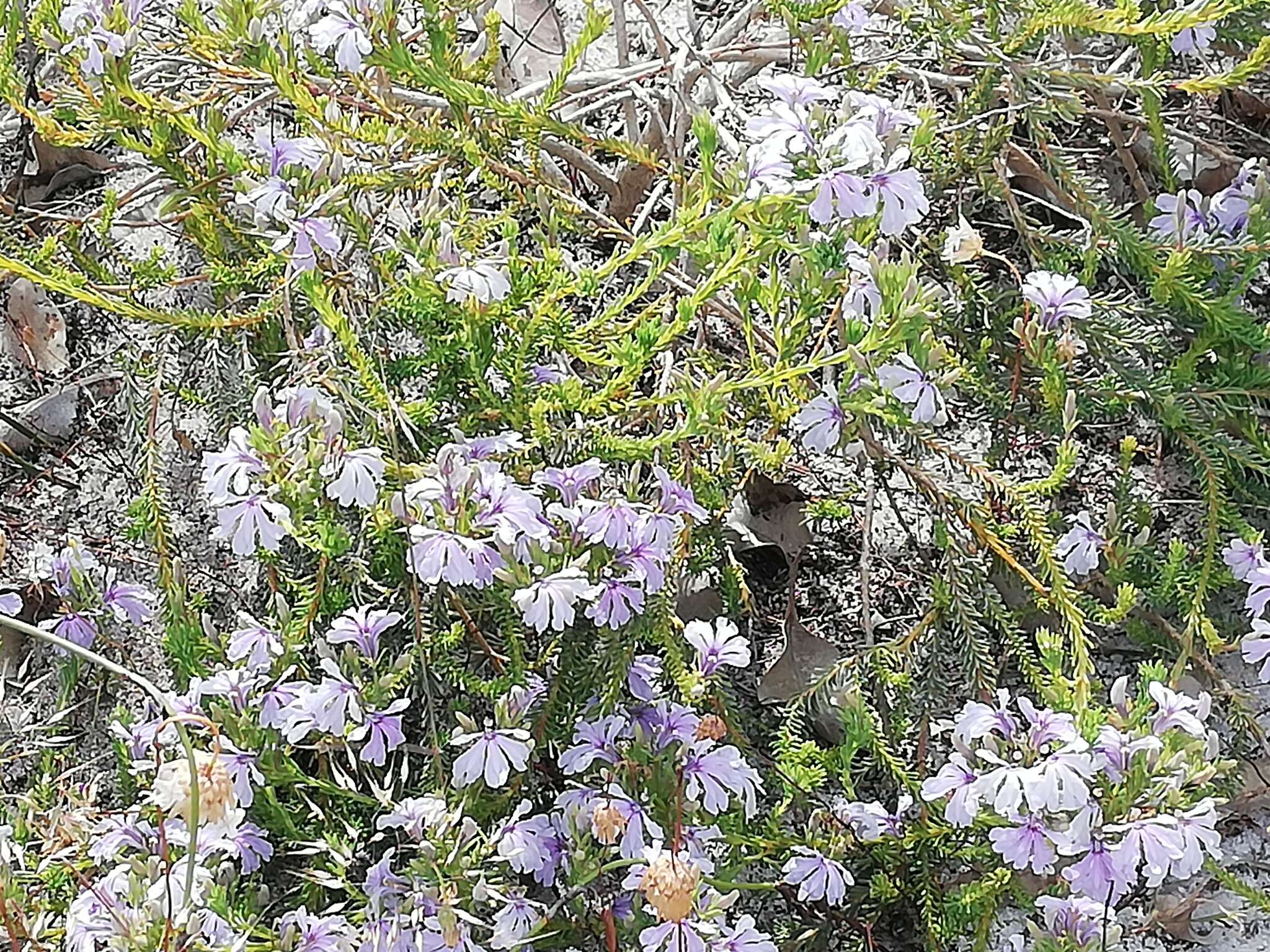 Image of Free-flowering Leschenaultia