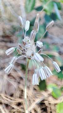 Imagem de Allium paniculatum L.