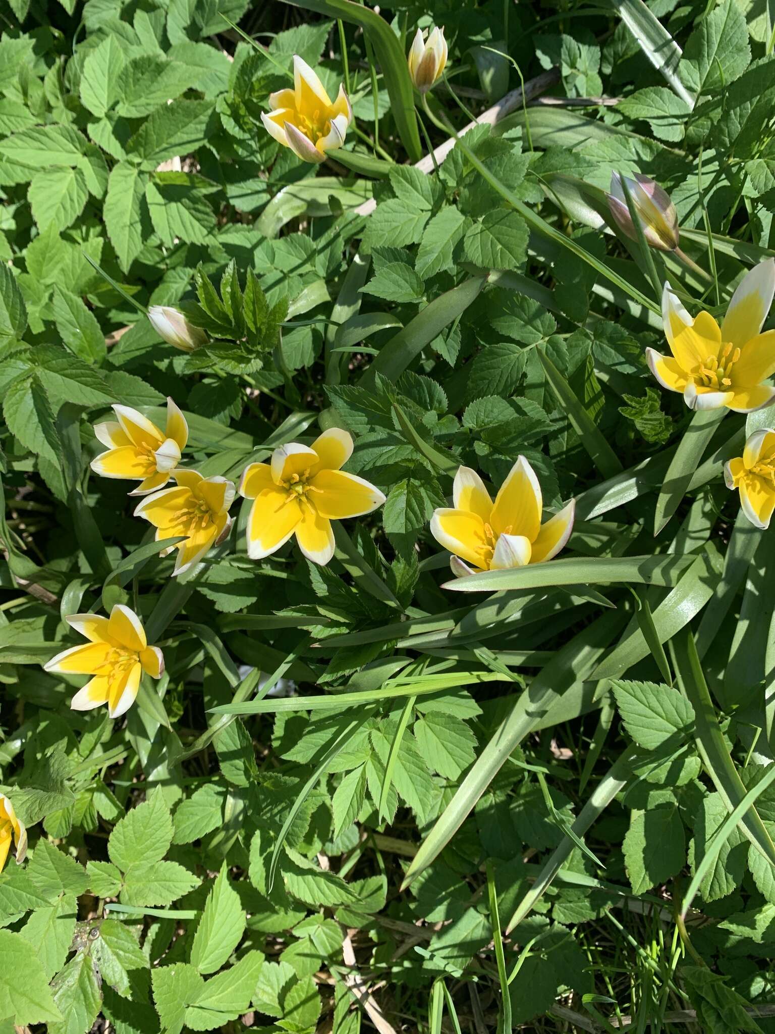 Image of Tulipa urumiensis Stapf