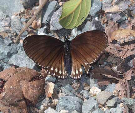 Imagem de Euripus nyctelius Doubleday 1845