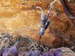 Image of Haworthia arachnoidea var. namaquensis M. B. Bayer