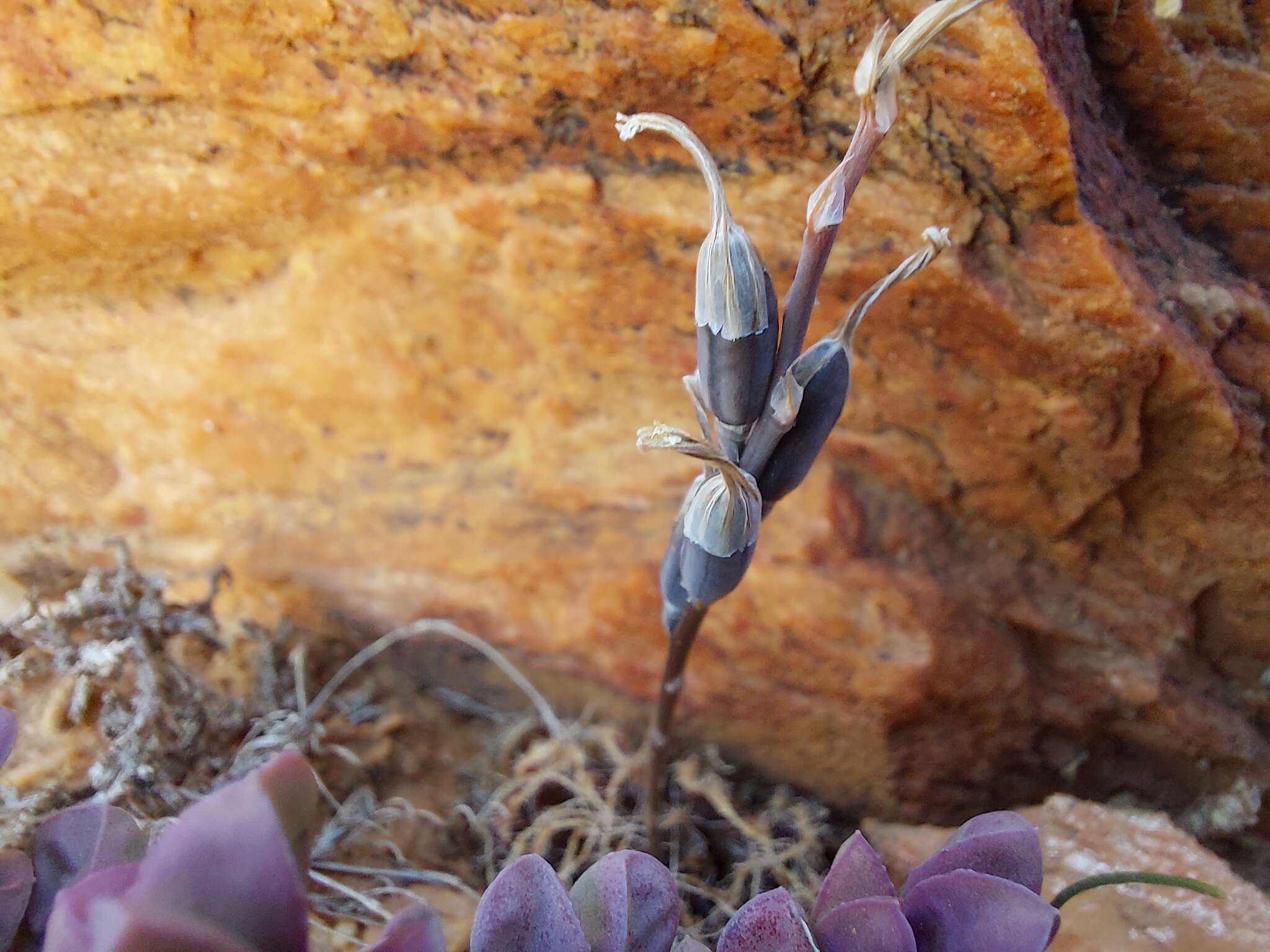 Image of Haworthia arachnoidea var. namaquensis M. B. Bayer