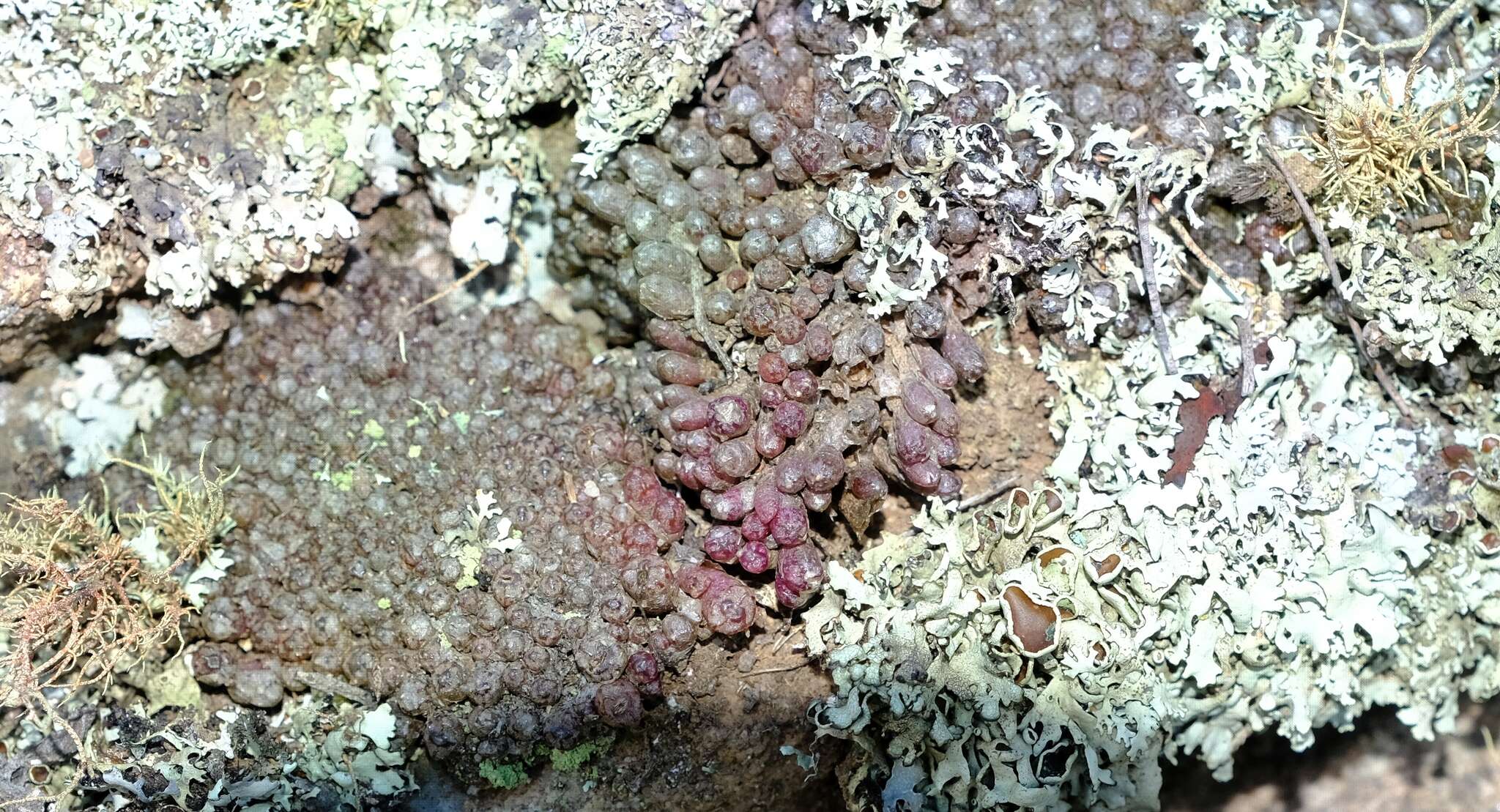 Image of Conophytum minusculum subsp. minusculum