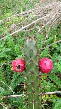 Image de Harrisia pomanensis (F. A. C. Weber ex K. Schum.) Britton & Rose