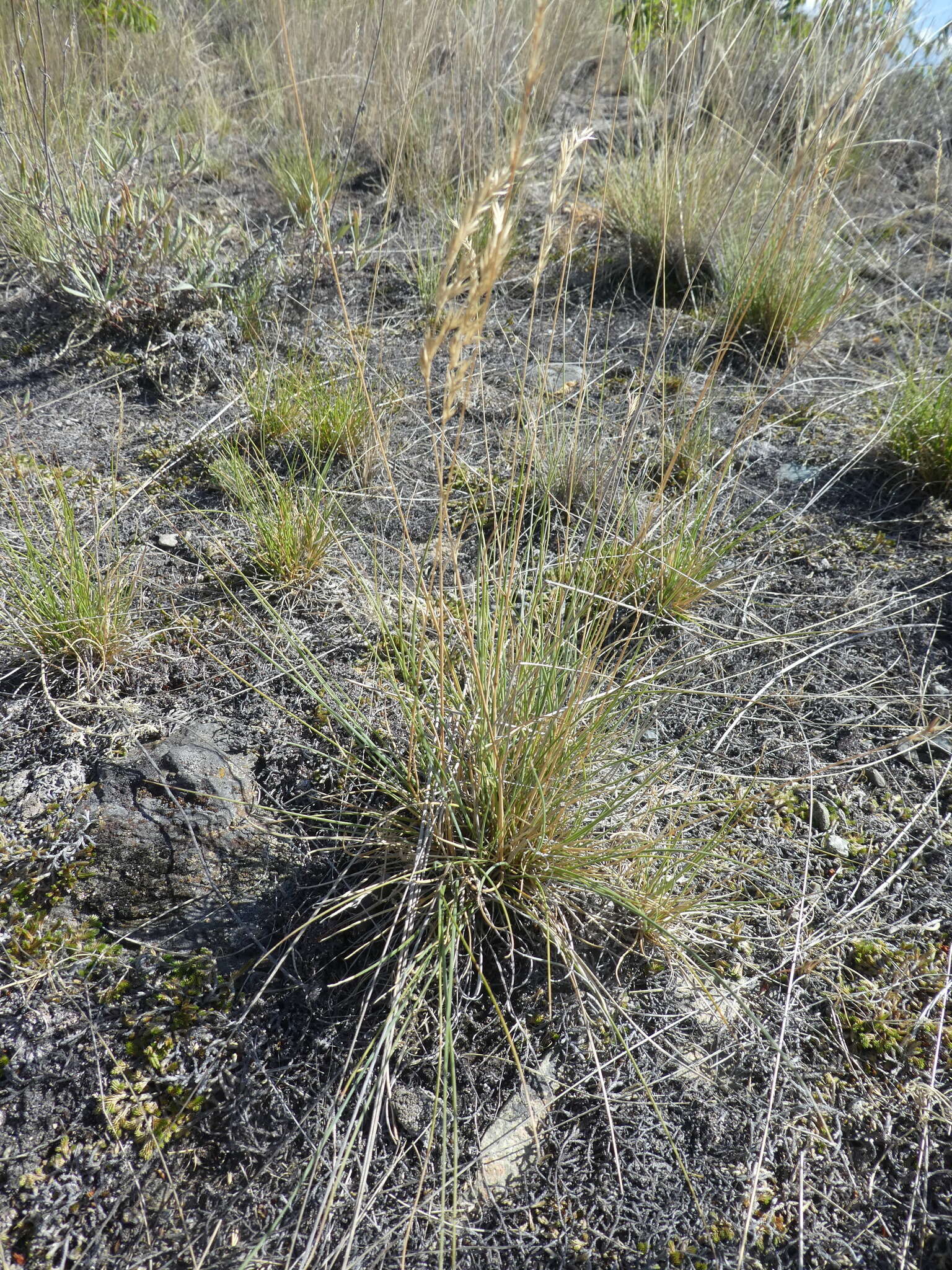 Image de Festuca saximontana Rydb.