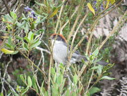 Image of Antioquia Brush-Finch